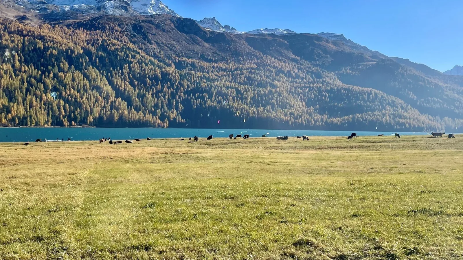 Cows and kites yvonne michel conrad