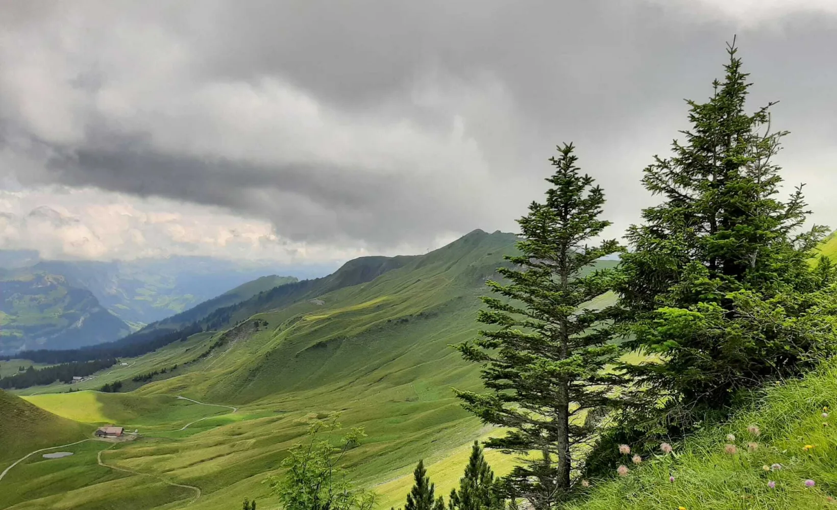 Tannenbild Panoramaweg Fronalpstock
