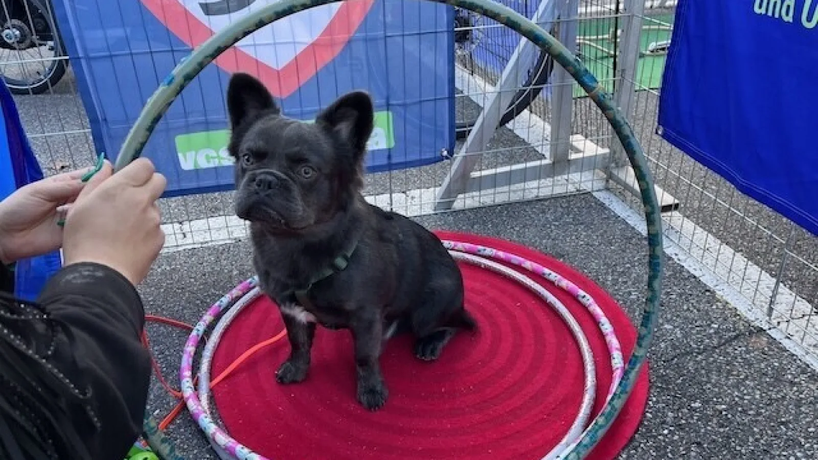 Hund vor einer Tempo-30-Flagge