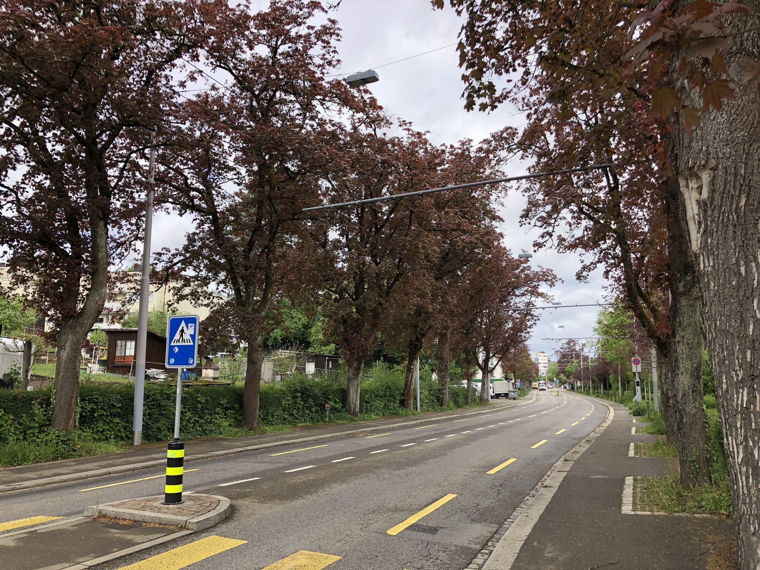 682 Bäume fällen für das Tram Affoltern - nein!