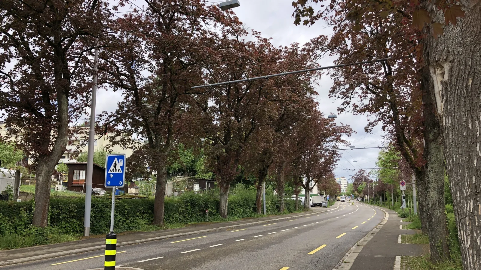 682 Bäume fällen für das Tram Affoltern - nein!