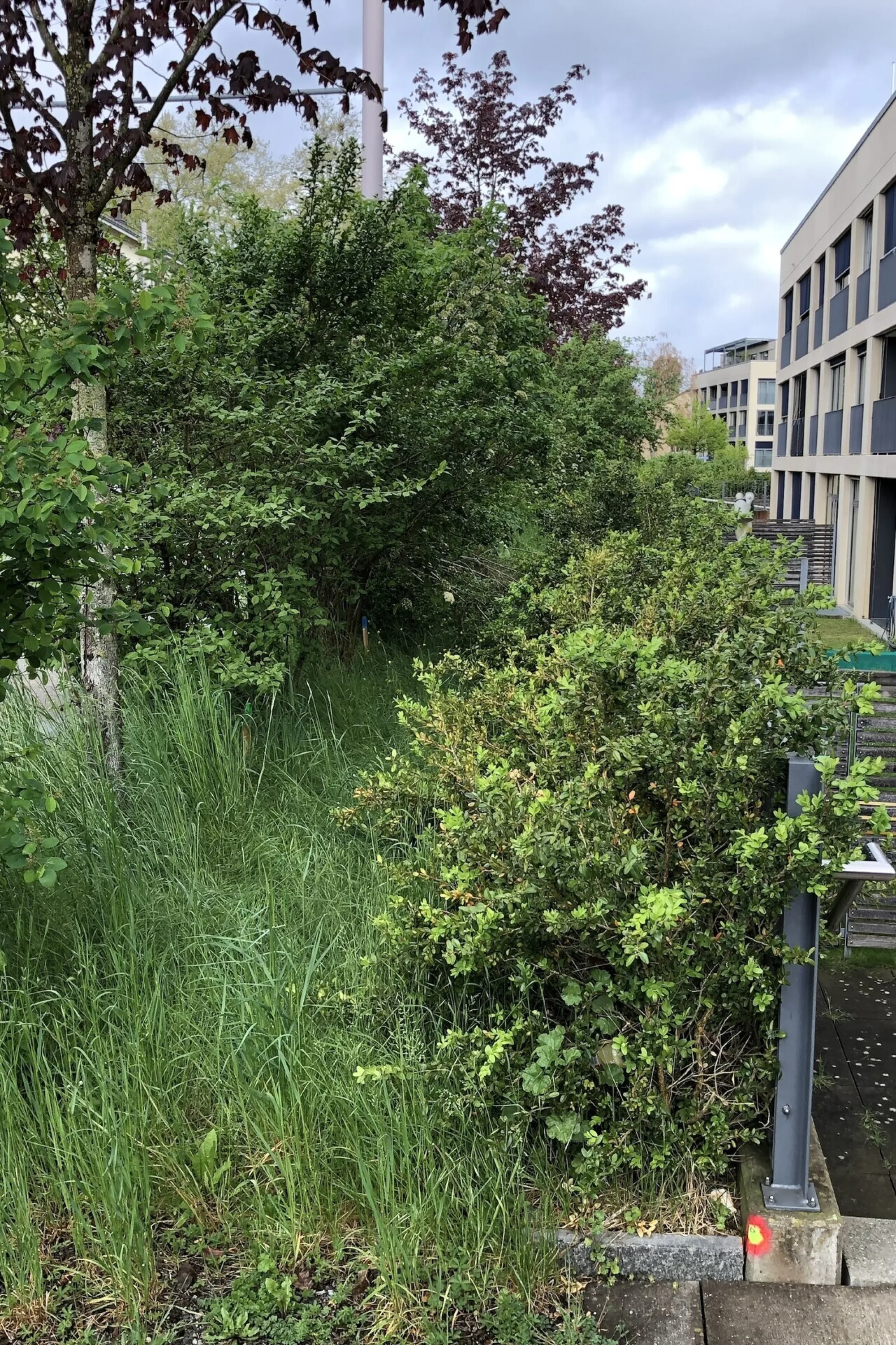 Wehntaler 154 Markus Knauss