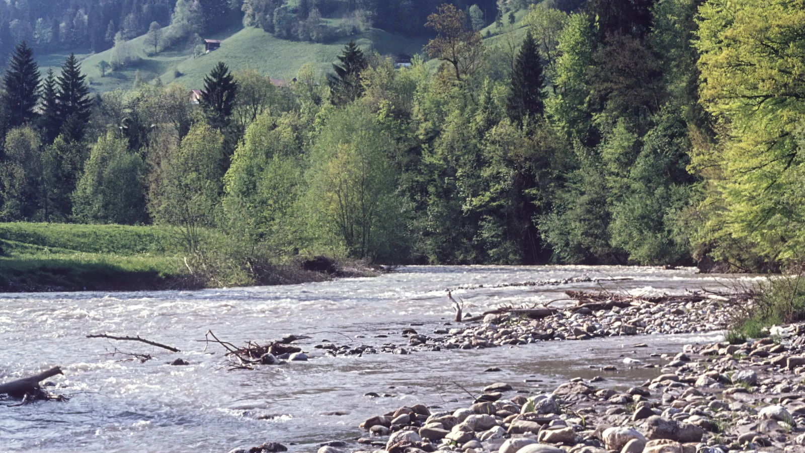 Simmental vorher 2